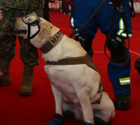 Mexican Earthquakes, Resilience, and a Dog Named Frida