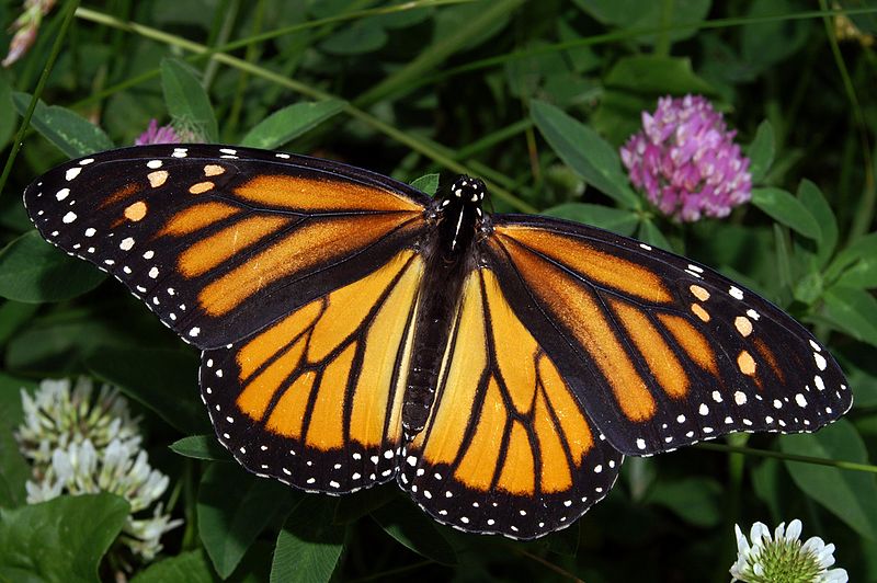 The Magic of Mariposas Monarcas in Central Mexico